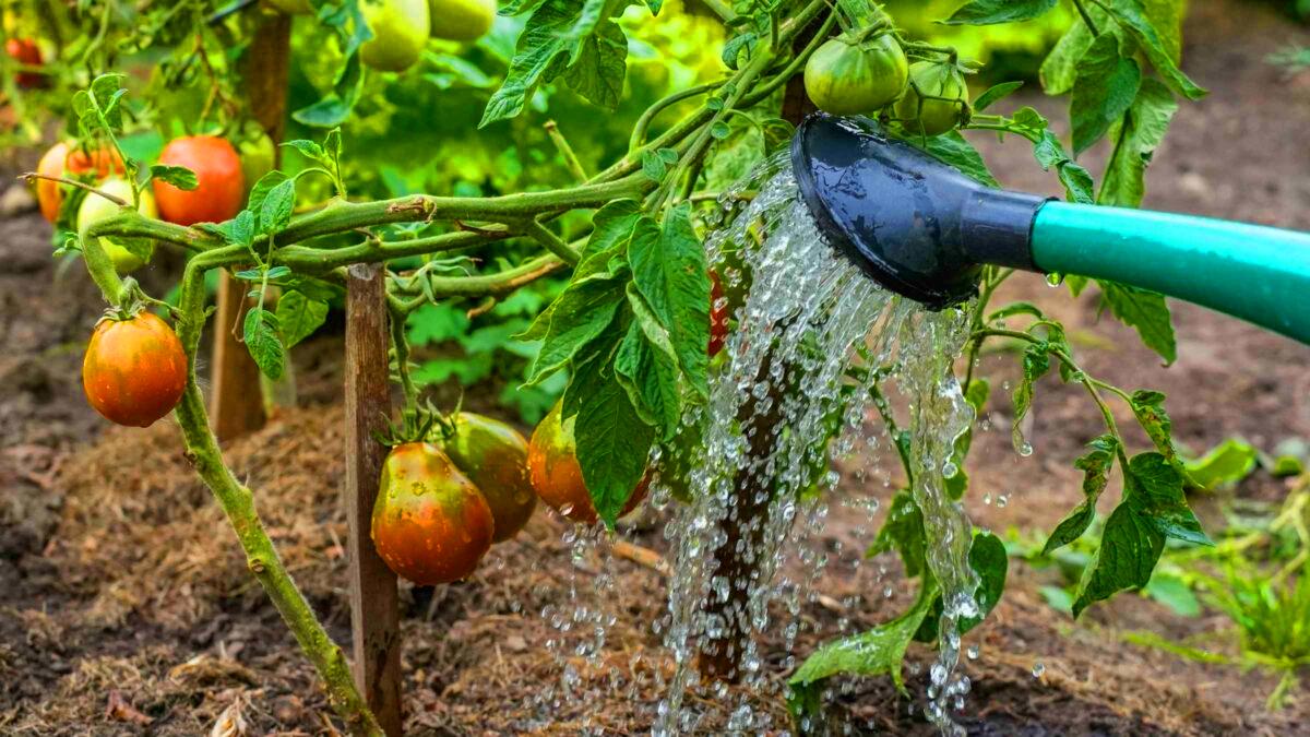 Arrêtez de laisser mourrir vos pieds de tomates fin septembre, il y a mieux a faire avec