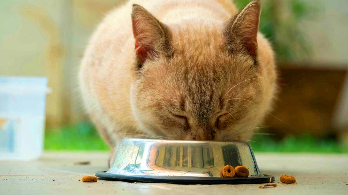 Ce véterinaire alerte les proprietaires de chat : « arrêtez de leur donner ça à manger » c’est dangeureux pour les animaux