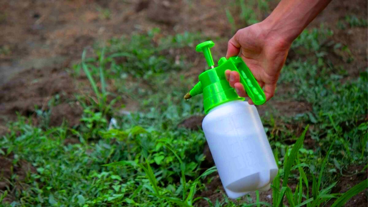 Mieux que le vinaigre blanc, ce produit est le préféré des jardiniers pour éliminer les mauvaises herbes sans effort