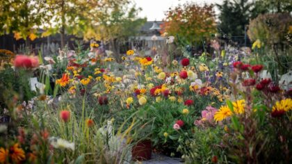 Ces fleurs semées en septembre transforment un jardin banal en tableau de Monet