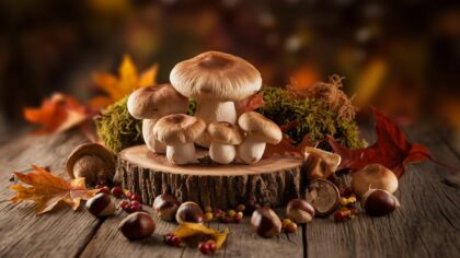 Champignons d’automne : 10 idées bluffantes au goût de sous-bois