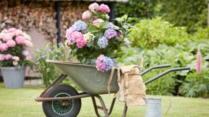 Ne plantez plus d'hortensias dans votre jardin, les jardiniers ont découvert mieux et moins cher
