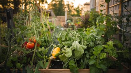La règle d’or que 9 jardiniers sur 10 ignorent en septembre (et qui ruine leur potager)