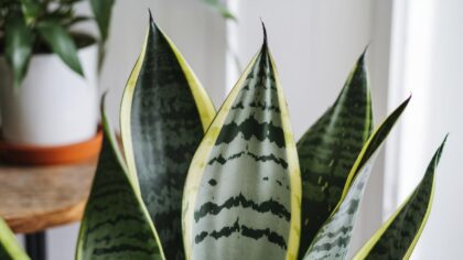 L’astuce simple des jardiniers pour éviter que la pointe de vos plantes chez vous ne soit marron