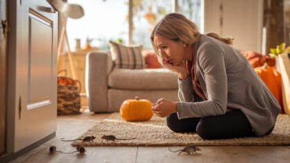 Les dératiseurs alertent en septembre : cette année les souris sont plus reproductrice, il ne faut surtout pas les laisser rentrer