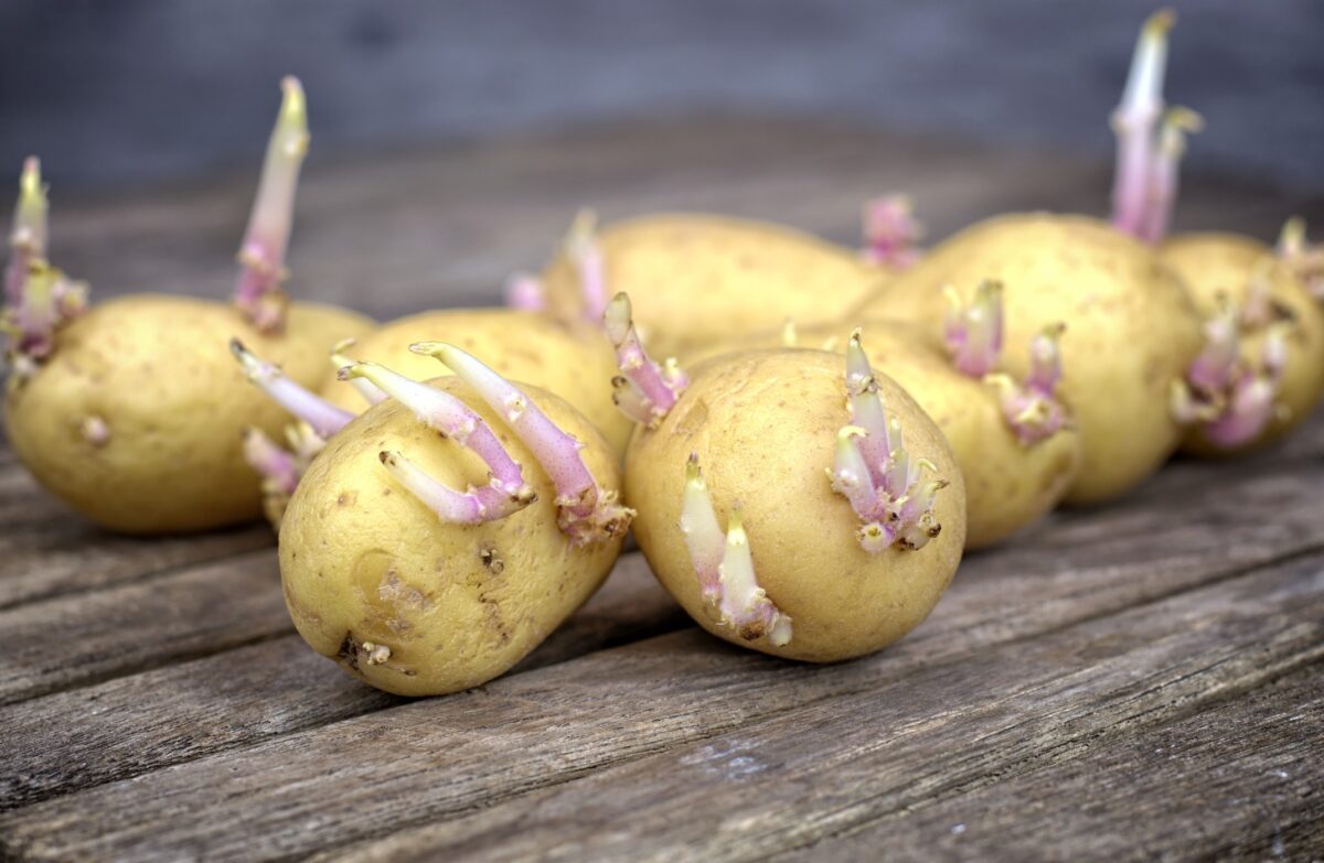 Marre des patates molles et qui verdissent : ce conseil de restaurateur marche à tous les coups