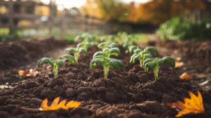Planter ces pommes de terre en septembre = récolte surprise dès l’automne