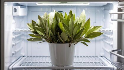 Pourquoi il faut mettre les feuilles de laurier au réfrigérateur et à quoi servent-elles ?